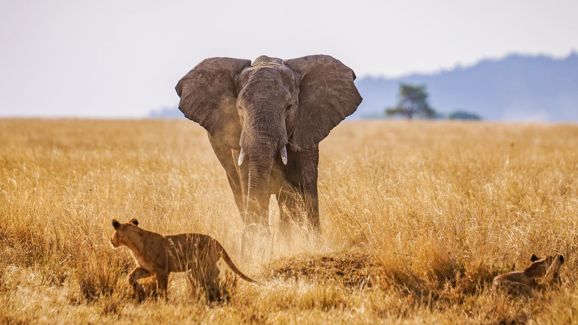 A Bald Eagle Safaris game drive in Tanzania