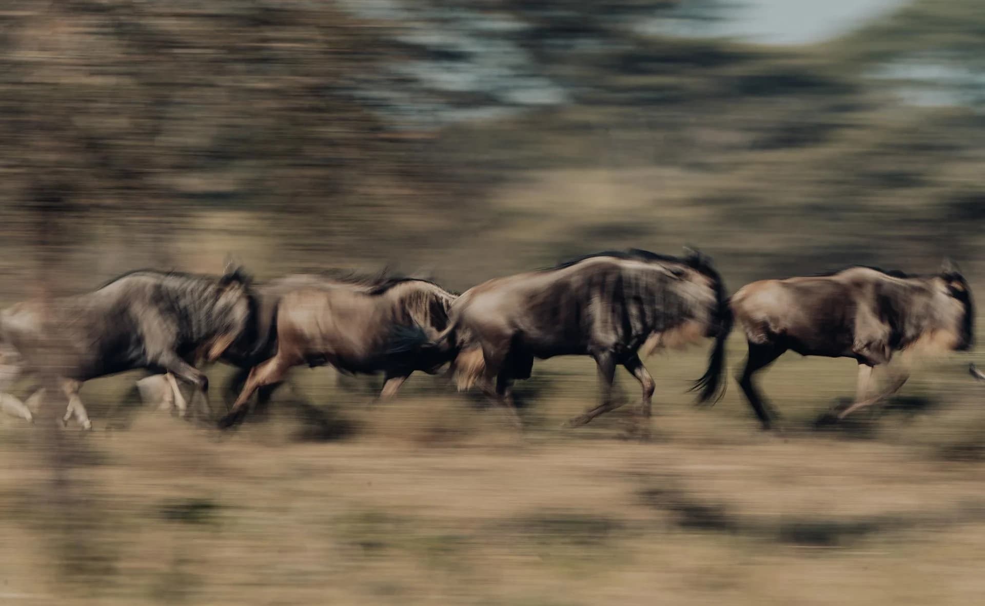 Wildlife on the move in the Serengeti