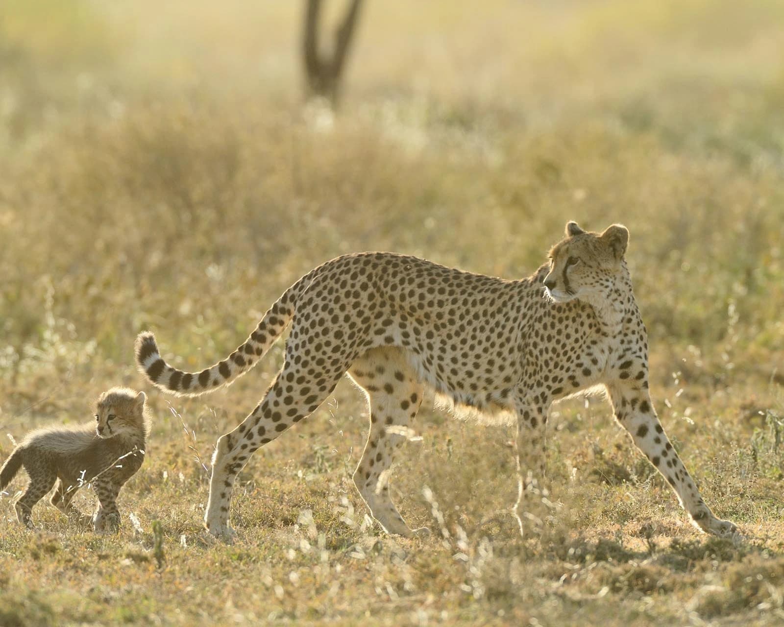 12-Day Kilimanjaro Climb & Safari, photo 1