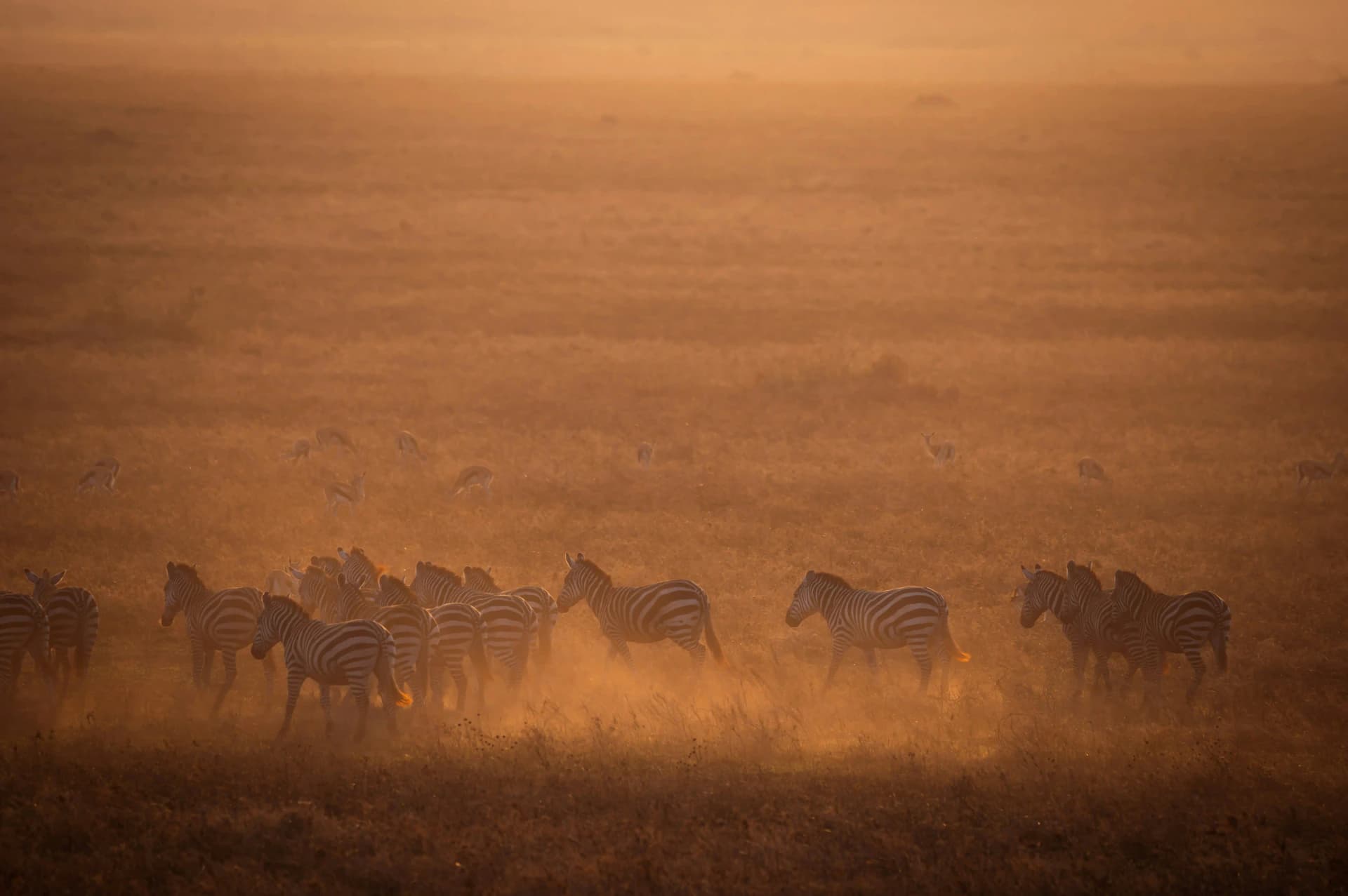 12-Day Kilimanjaro Climb & Safari, photo 2