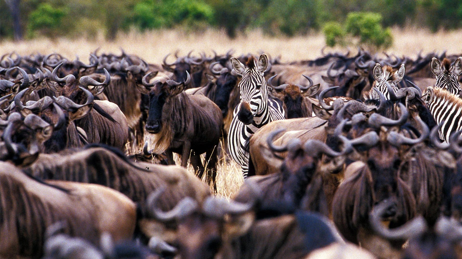 9-Day Great Migration Safari, photo 1