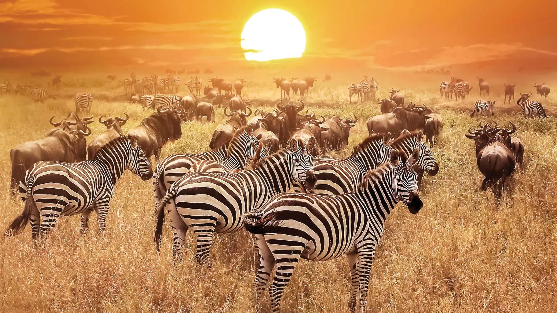 9-Day Great Migration Safari, photo 2