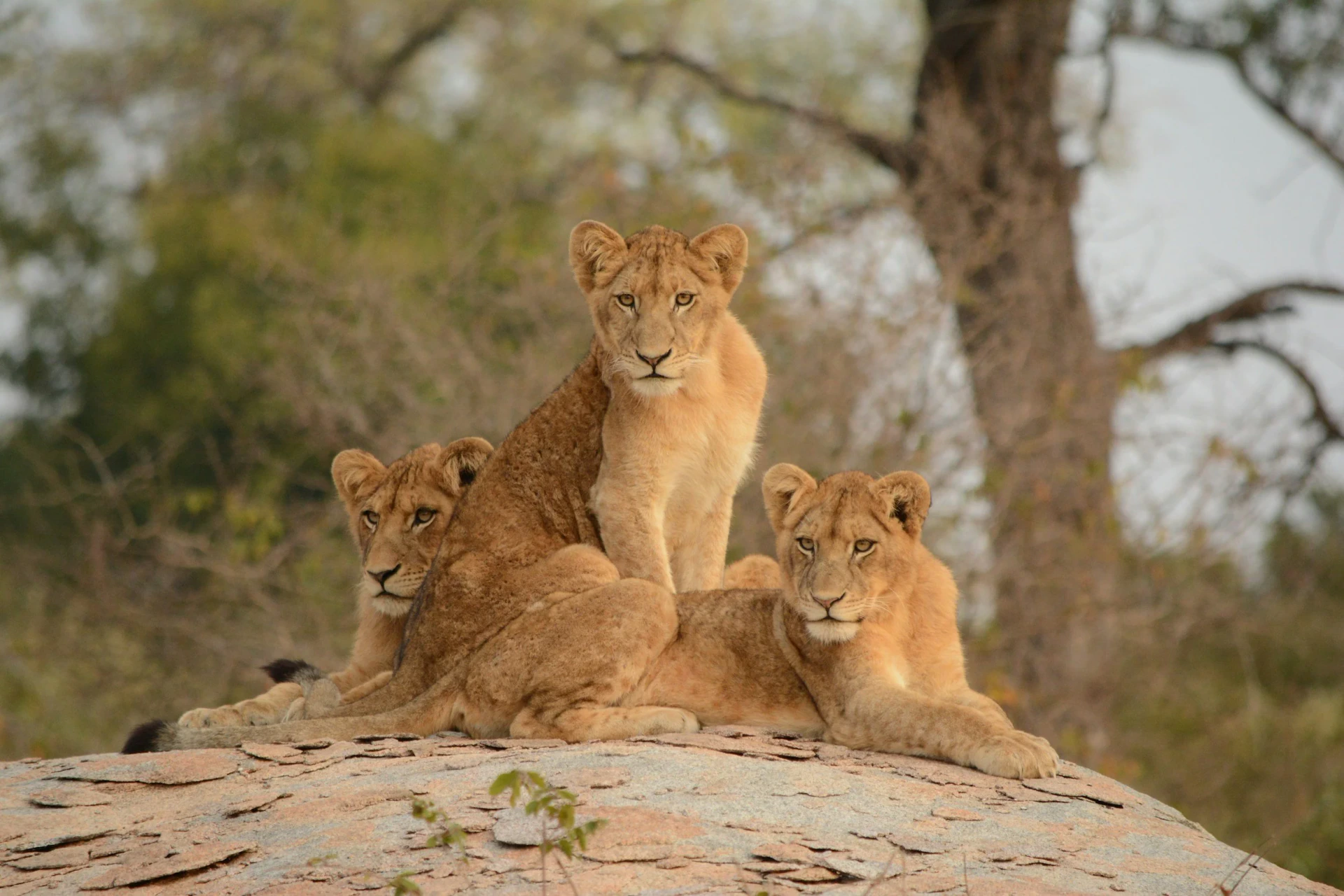 8-Day Family Safari Adventure, photo 2