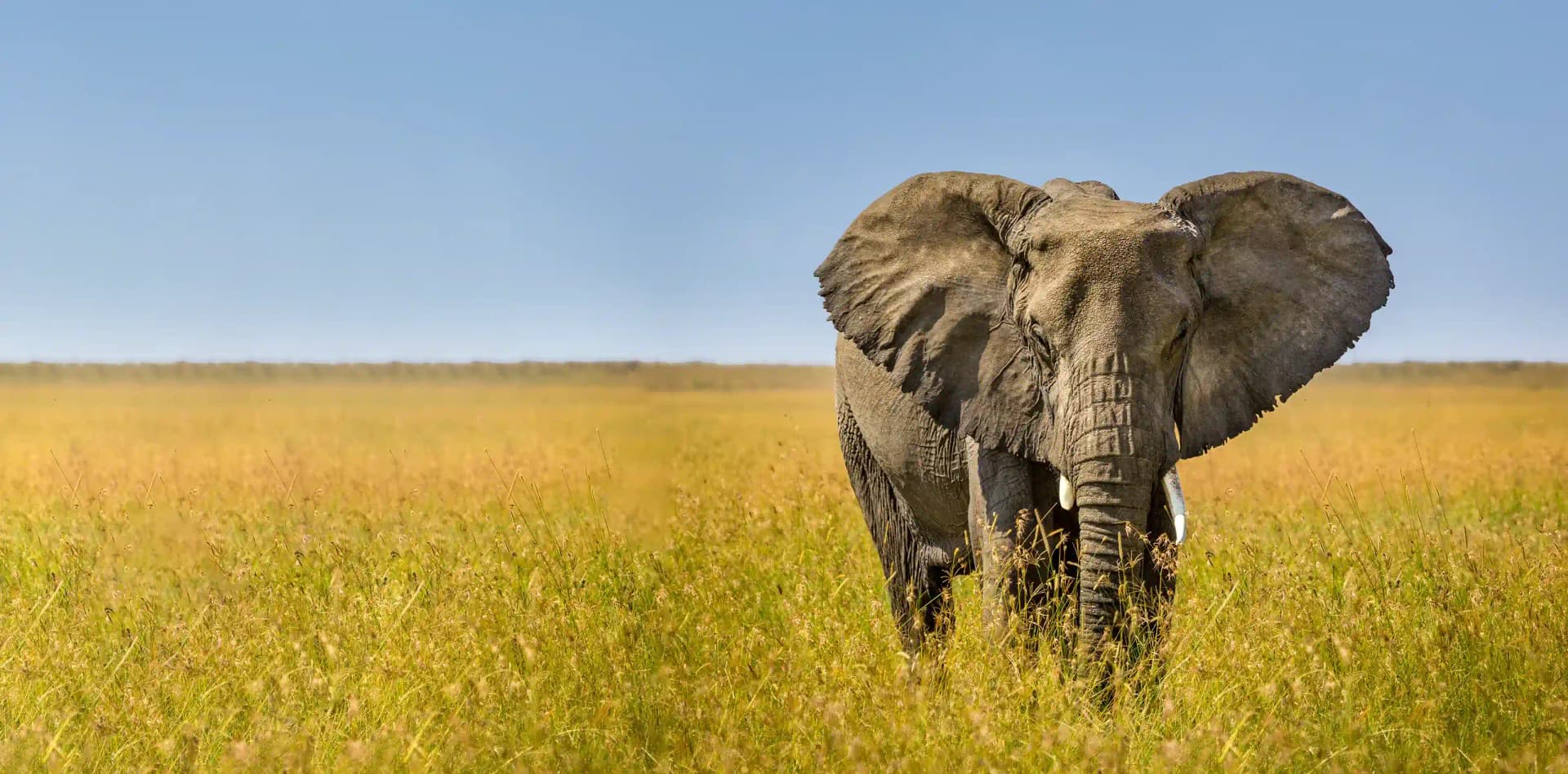 5-Day Budget Tanzania Safari, photo 1